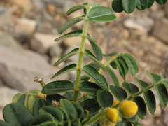 Senna paposana