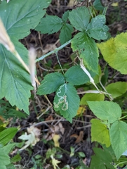 Rubus occidentalis