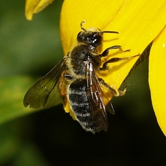 Andrena rudbeckiae