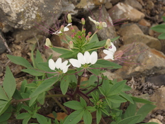 Cleome chilensis