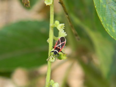 Ochrostomus pulchellus