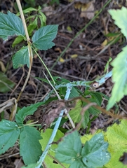 Rubus occidentalis