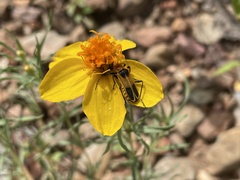 Chauliognathus omissus