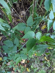 Rubus occidentalis