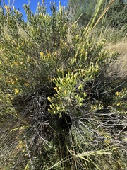 Ericameria laricifolia
