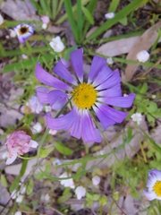 Brachyscome iberidifolia