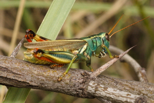 Thomas's Two-striped Grasshopper