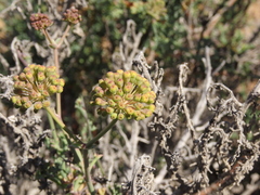 Eremocharis fruticosa