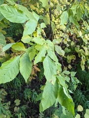 Aceria fraxini