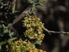 Eremocharis fruticosa