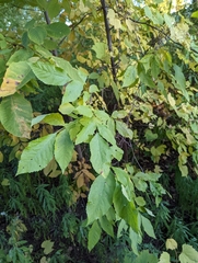 Aceria fraxini