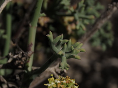 Eremocharis fruticosa