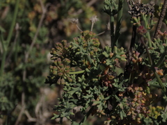 Eremocharis fruticosa