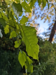 Aceria fraxini