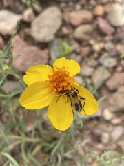 Chauliognathus omissus