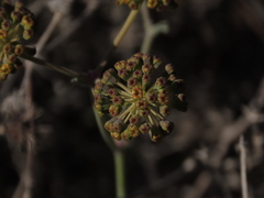 Eremocharis fruticosa
