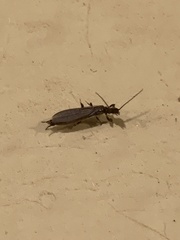 Oligotoma nigra