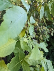 Aceria fraxini