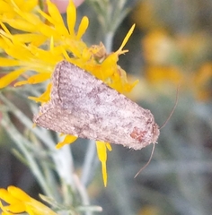 Eriopygini