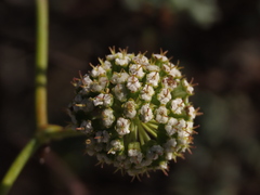 Eremocharis fruticosa