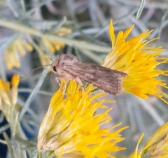 Eriopygini