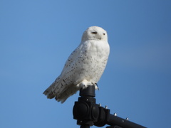 Bubo scandiacus