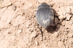 Eusattus reticulatus