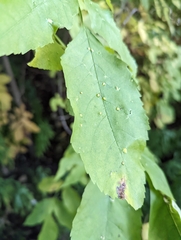 Aceria fraxini
