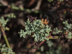 Eremocharis fruticosa