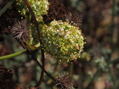 Eremocharis fruticosa