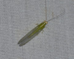 Chrysopodes collaris