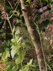 Bidens odorata