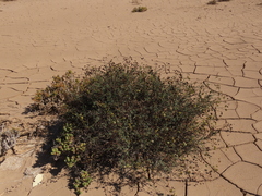Eremocharis fruticosa