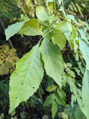 Fraxinus pennsylvanica