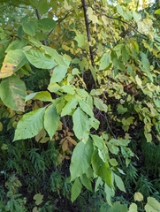 Fraxinus pennsylvanica