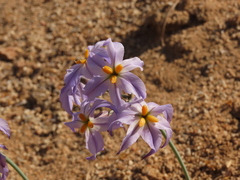Leucocoryne appendiculata