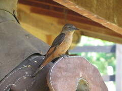 Hirundinea ferruginea