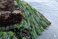 Phyllospadix scouleri