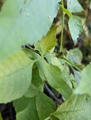 Fraxinus pennsylvanica