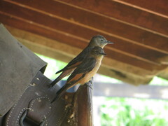 Hirundinea ferruginea