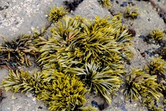 Pelvetiopsis limitata