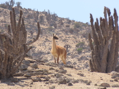 Lama guanicoe
