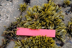 Pelvetiopsis limitata