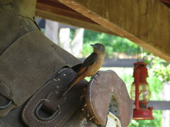 Hirundinea ferruginea