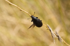 Bothrotes canaliculatus