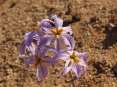 Leucocoryne appendiculata