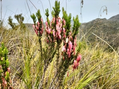 Erica plukenetii