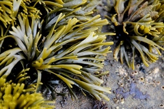 Pelvetiopsis limitata