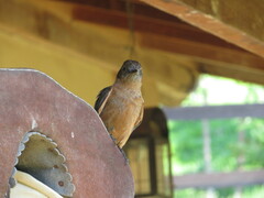 Hirundinea ferruginea