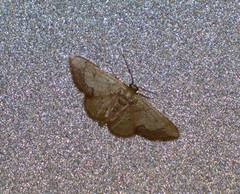 Idaea kendallaria